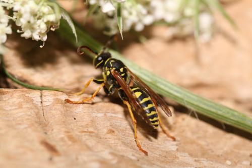 Polistes associus